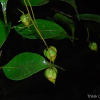 Balanocarpus kitulgallensis Kosterm.